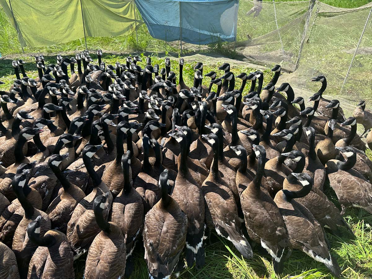 gaggle of duskys.jpg